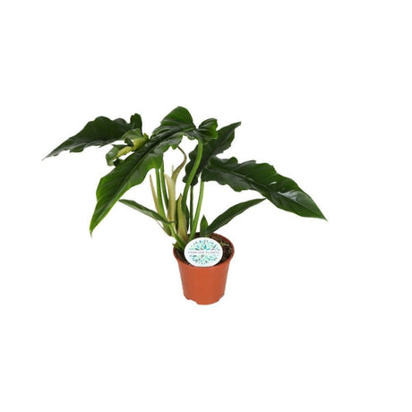 Livraison plante Philodendron Narrow