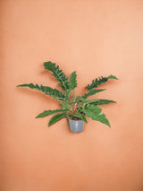 Livraison plante Philodendron Narrow