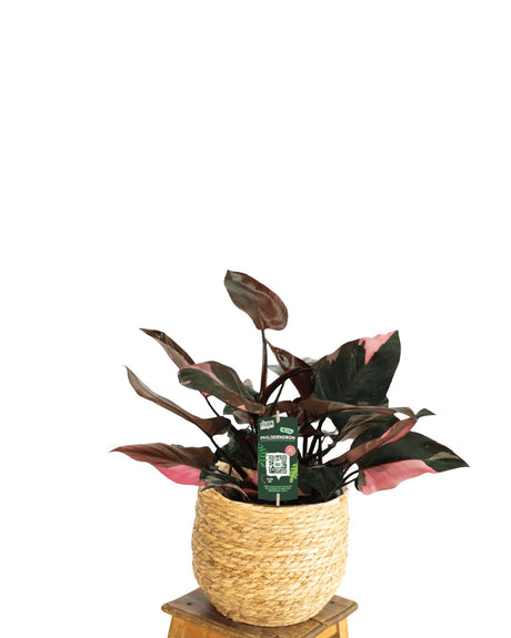 Livraison plante Philodendron Pink Princess