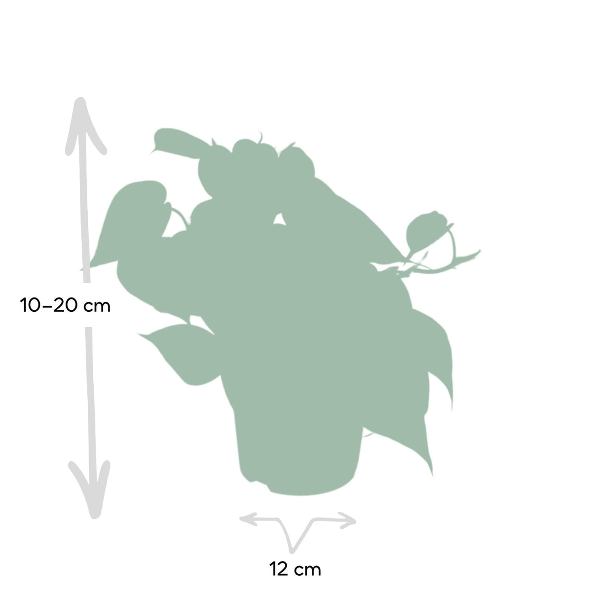 Livraison plante Philodendron Scandens - h15cm, Ø12cm - plante tombante
