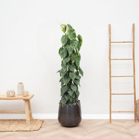 Livraison plante Philodendron Scandens sur tuteur