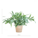 Livraison plante Phlebodium Aureum 'Blue Star' et son pot