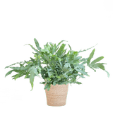 Livraison plante Phlebodium Aureum 'Blue Star' et son pot