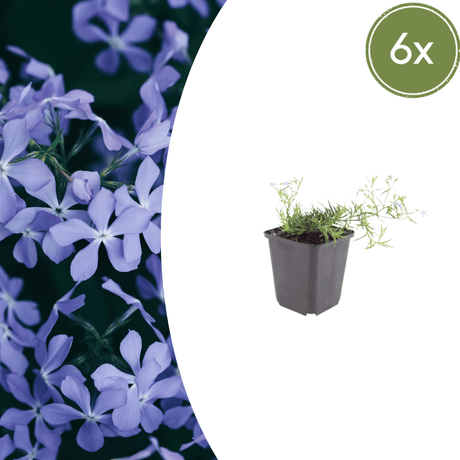 Livraison plante Phlox bleue