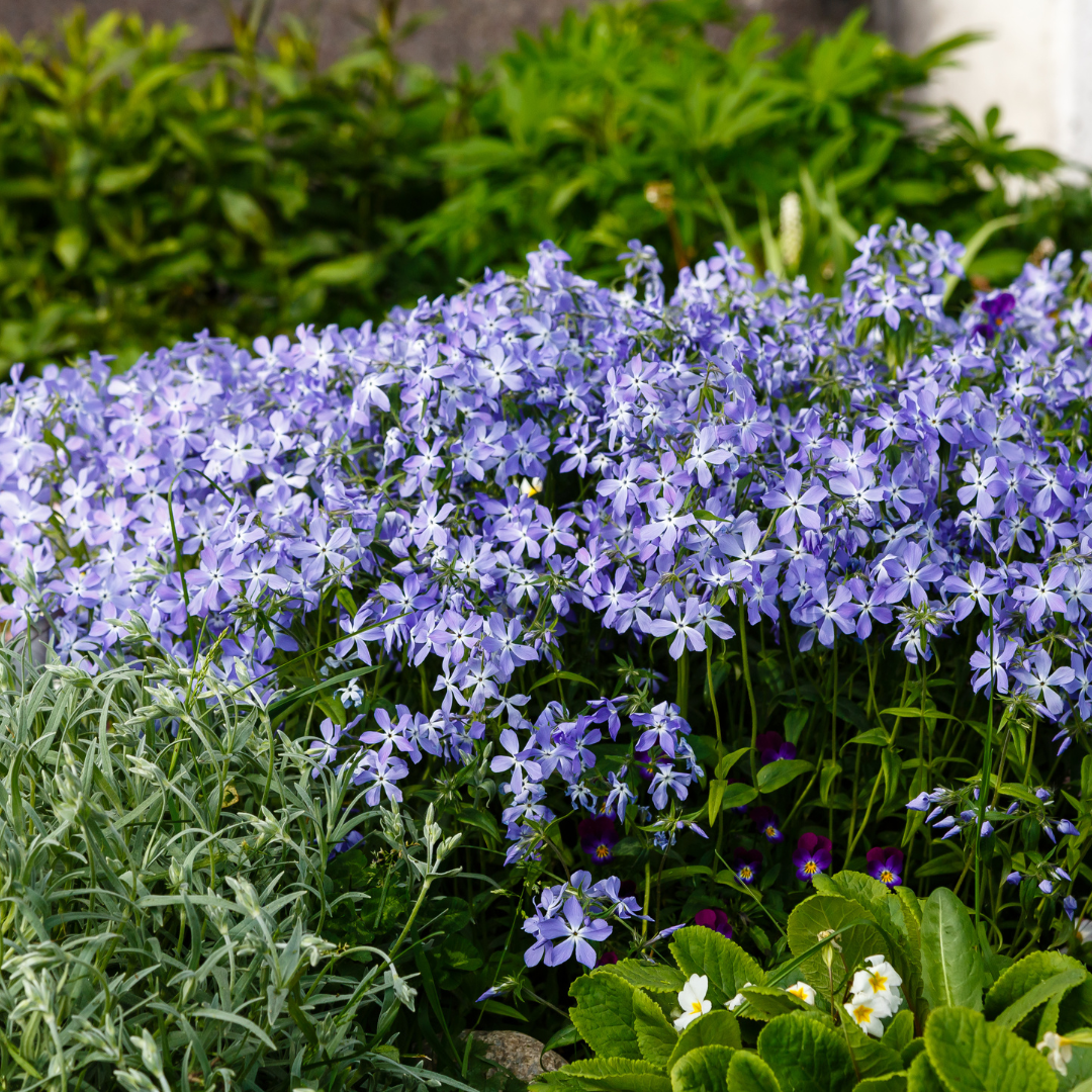 Livraison plante Phlox bleue