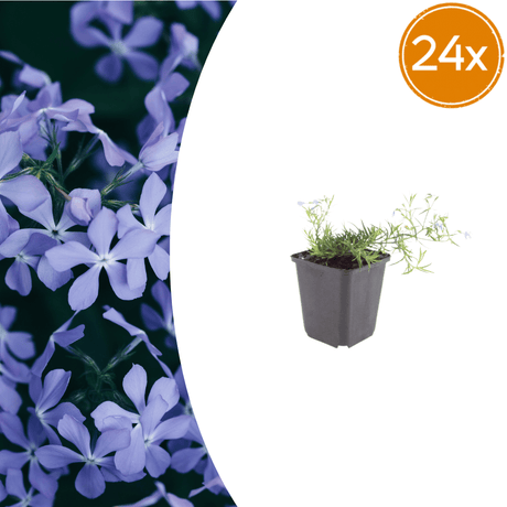 Livraison plante Phlox bleue