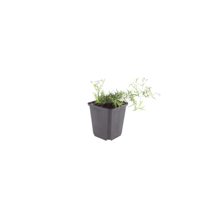 Livraison plante Phlox bleue
