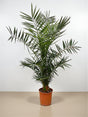 Livraison plante Phoenix Canariensis