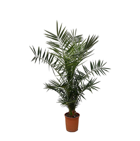 Livraison plante Phoenix Canariensis