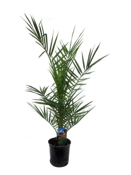 Livraison plante Phoenix Canariensis - 90 cm - Ø15cm