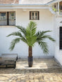 Livraison plante Phoenix Canariensis - Palmier artificiel