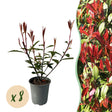 Livraison plante Photinia fraseri Carre Rouge – Lot de 8 – Hauteur 30 - 35 cm