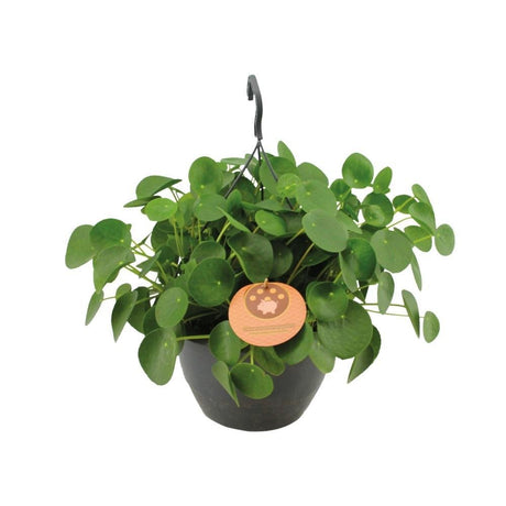 Livraison plante Pilea Peperomioides