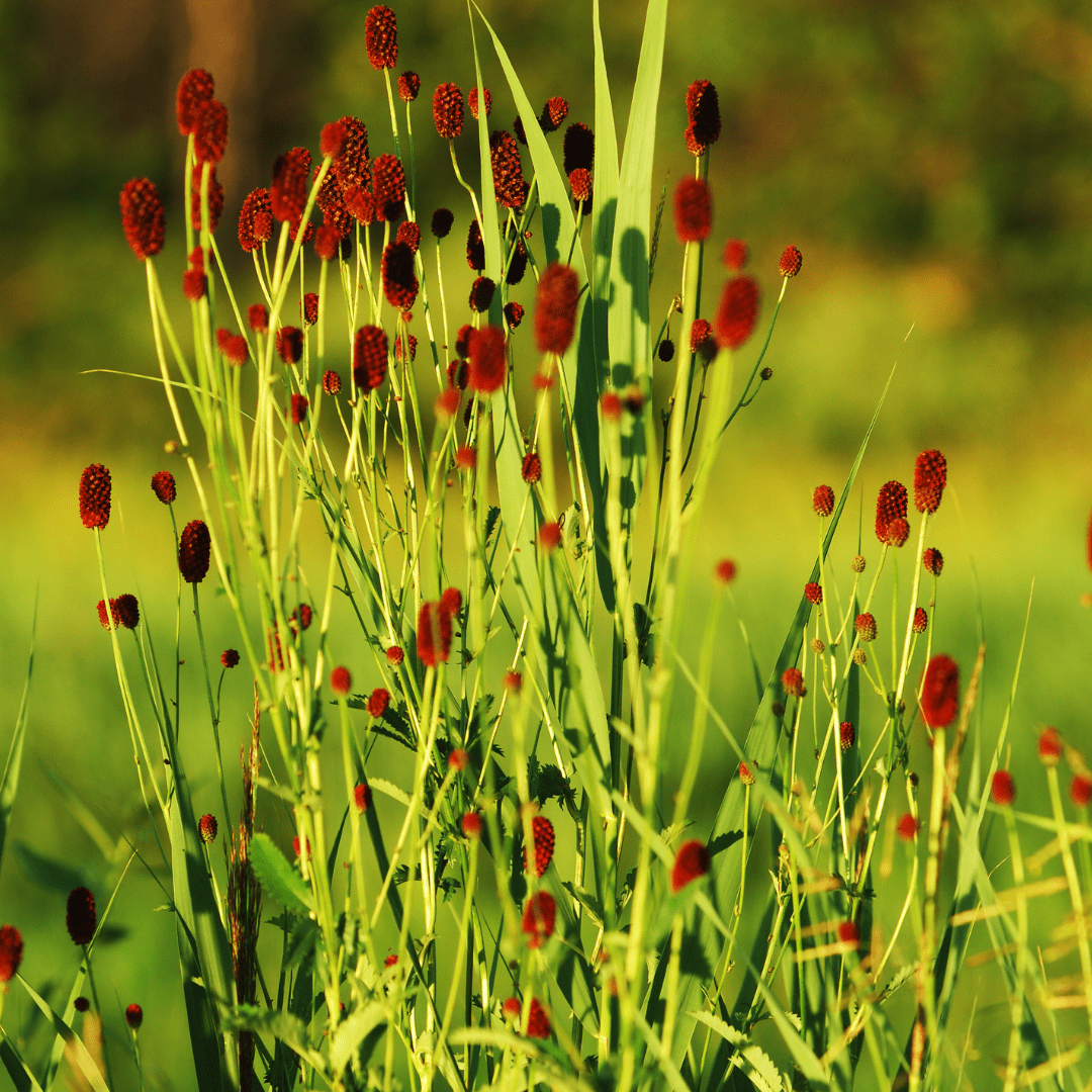 Livraison plante Pimprenelle officinale Tanna