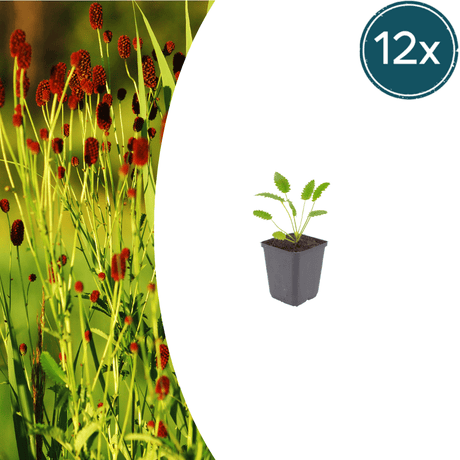 Livraison plante Pimprenelle officinale Tanna