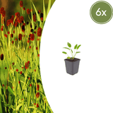 Livraison plante Pimprenelle officinale Tanna