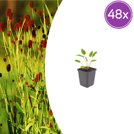 Livraison plante Pimprenelle officinale Tanna