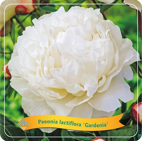 Livraison plante Pivoine Lactiflora 'Gardenia' blanc