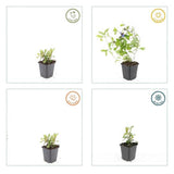 Livraison plante Plumbago de Chine