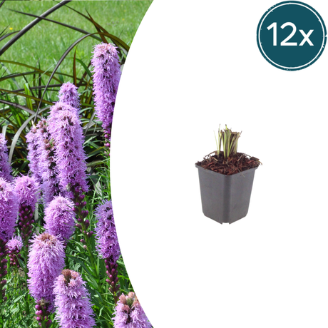 Livraison plante Plume du kansas Liatris spicata