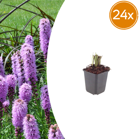 Livraison plante Plume du kansas Liatris spicata