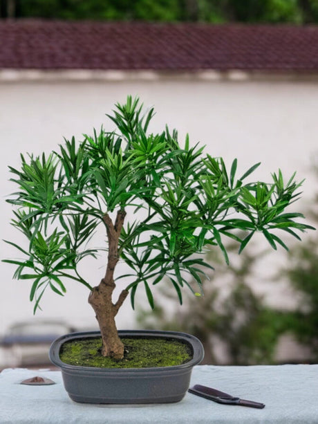 Livraison plante Podocarpus - bonsai sapin artificiel