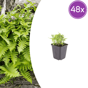 Livraison plante Polypode fougère