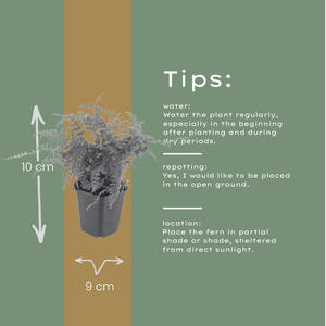 Livraison plante Polystichum fougère à peigne