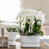 Livraison plante Pot Diabolo Blanc Décoratif