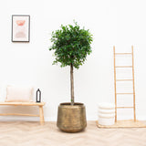 Livraison plante Pot Indigo Vintage Or 46 cm