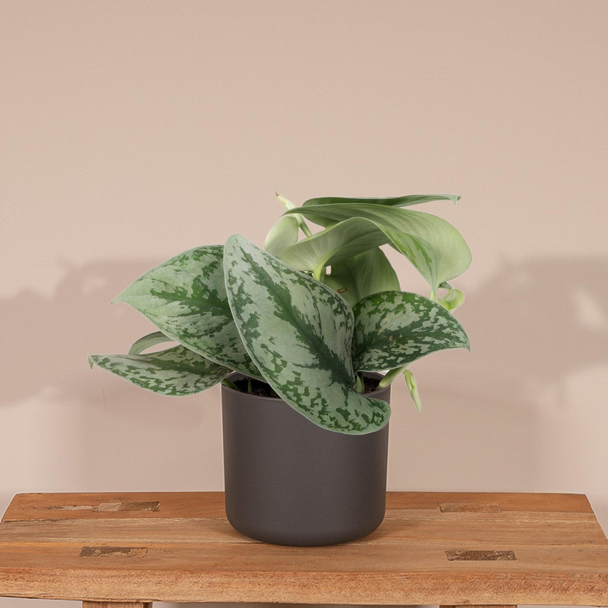 Livraison plante Pothos Scindapsus Pictus Epipremnum h15cm