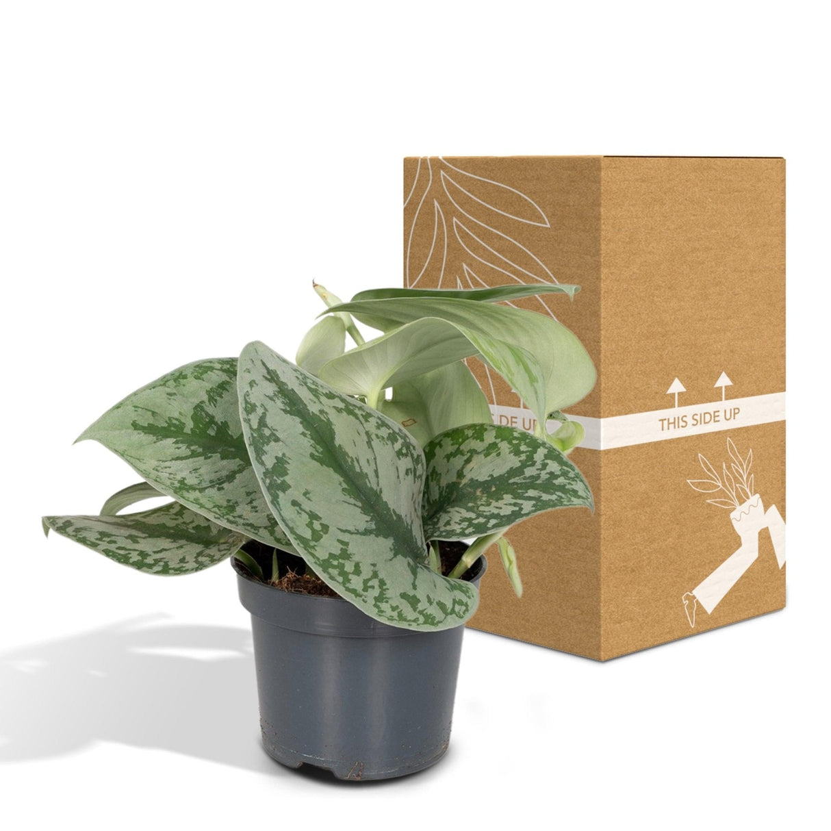 Livraison plante Pothos Scindapsus Pictus Epipremnum h15cm