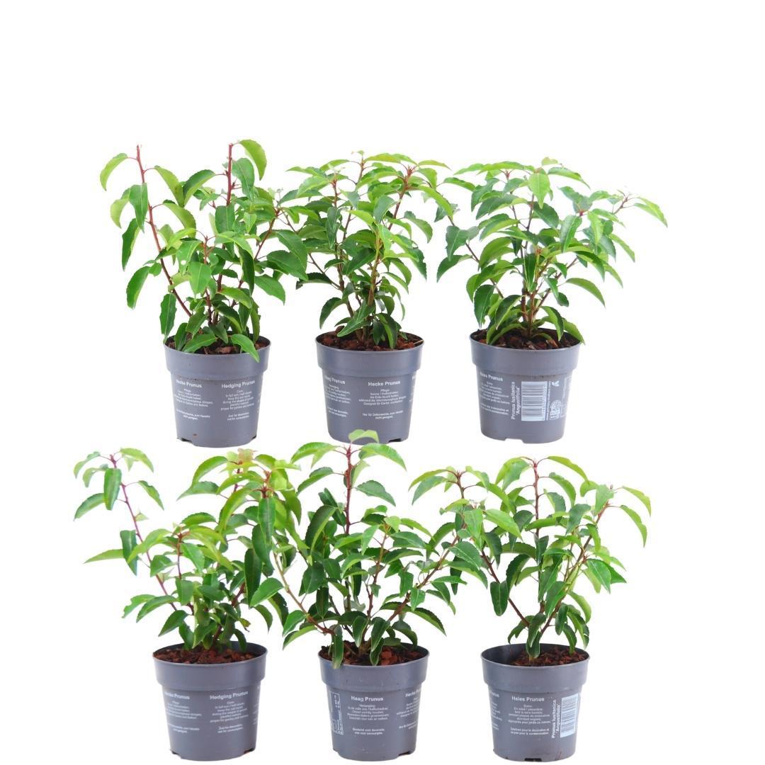 Livraison plante Prunus lusitanica 'Angustifolia' - Lot de 6