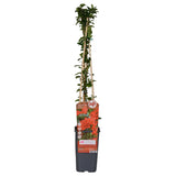 Livraison plante Pyracantha coccinea 'Colonne rouge' - Lot de 3