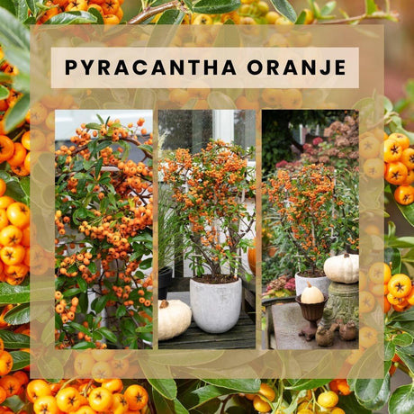 Livraison plante Pyracantha coccinea Orange Star