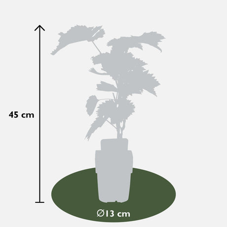 Livraison plante Raisin Bio