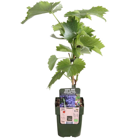 Livraison plante Raisin Bio