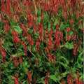 Bistorta Amplexicaule (Persicaria amplexicaulis) 'Amplexicaulis'