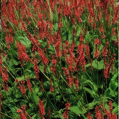 Bistorta Amplexicaule (Persicaria amplexicaulis) 'Amplexicaulis'