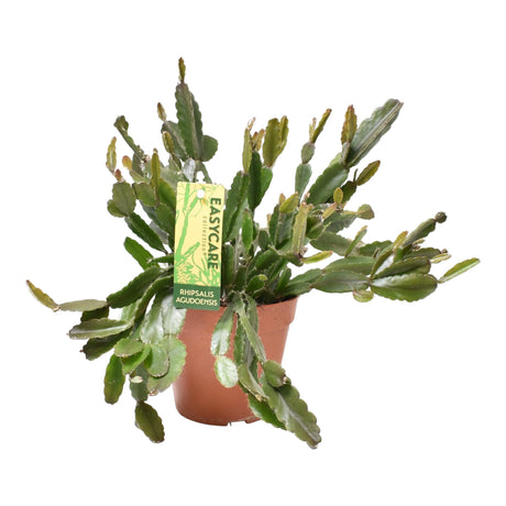 Livraison plante Rhipsalis Agudoensis