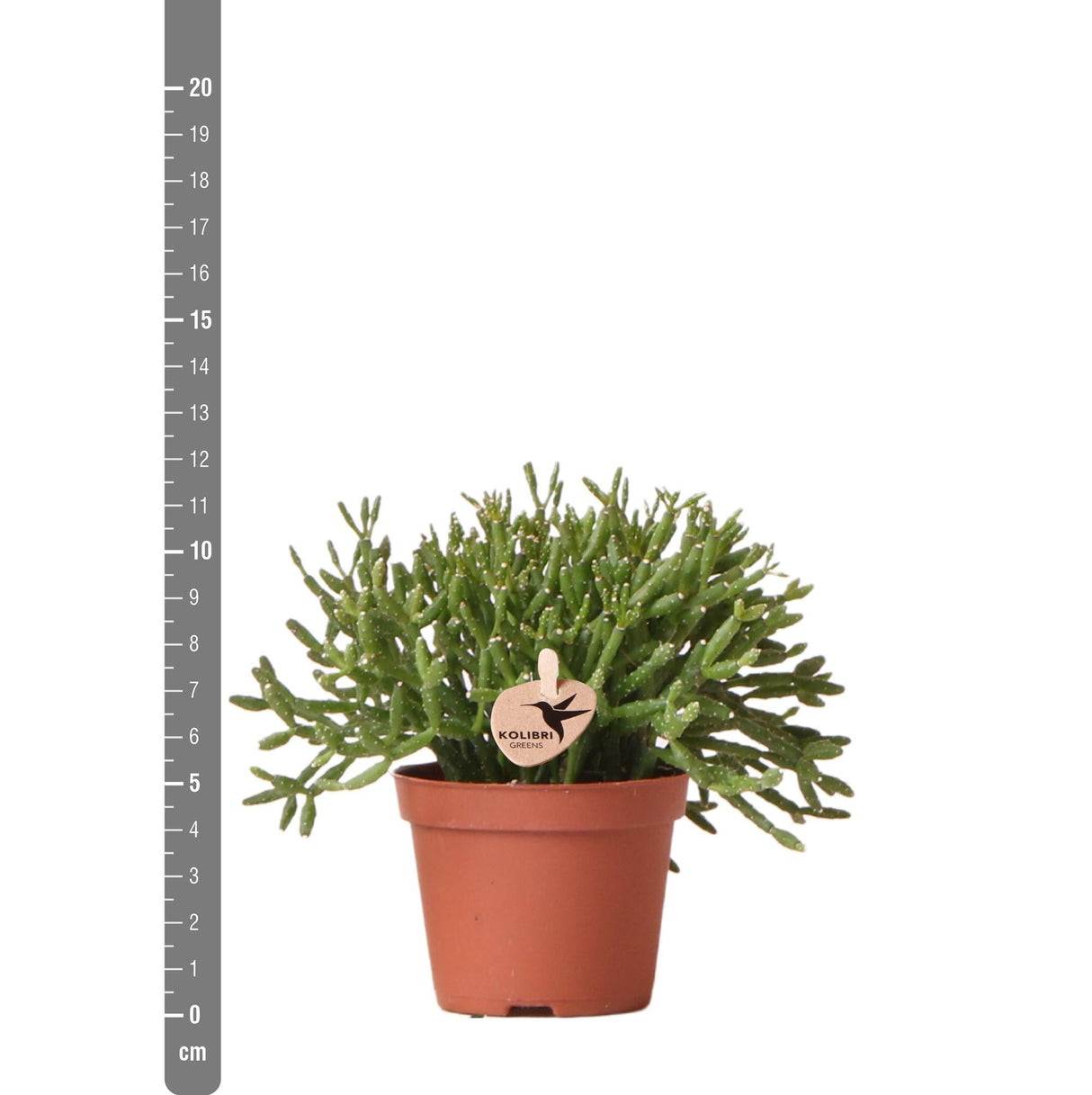 Livraison plante Rhipsalis Baccifera h10cm