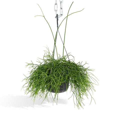 Livraison plante Rhipsalis baccifera h25cm