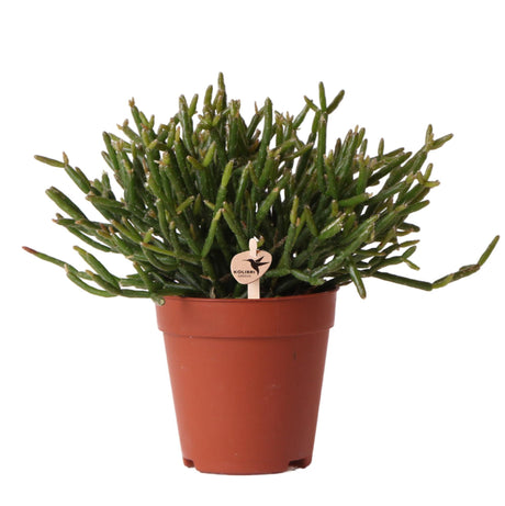 Livraison plante Rhipsalis Burchellii h15cm