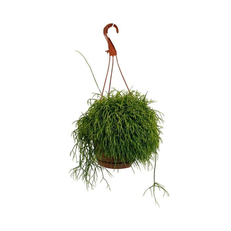 Livraison plante Rhipsalis Cassutha