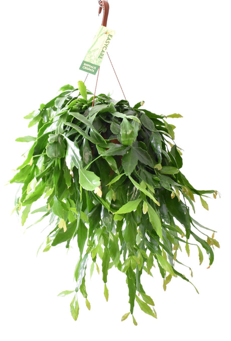 Livraison plante Rhipsalis Crispata