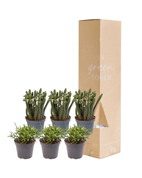 Livraison plante Rhipsalis - Lot de 6 plantes - Coffret cadeau