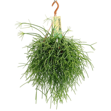 Livraison plante Rhipsalis Pulchra