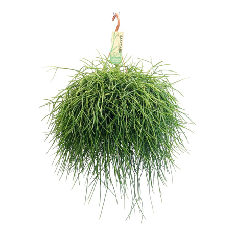 Livraison plante Rhipsalis Pulchra