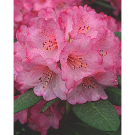 Livraison plante Rhododendron 'Wine & Roses'® - ↨20cm - Ø13cm - arbuste fleuri