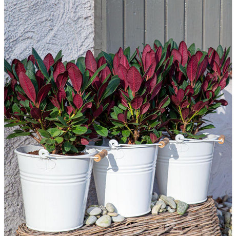 Livraison plante Rhododendron 'Wine & Roses'® - ↨20cm - Ø13cm - arbuste fleuri